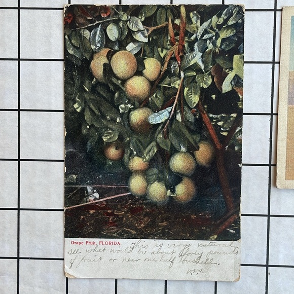 Vintage Florida postcards (6), postmarked from 1910, 1938, ca 1950's-1960's - Picture 3 of 14